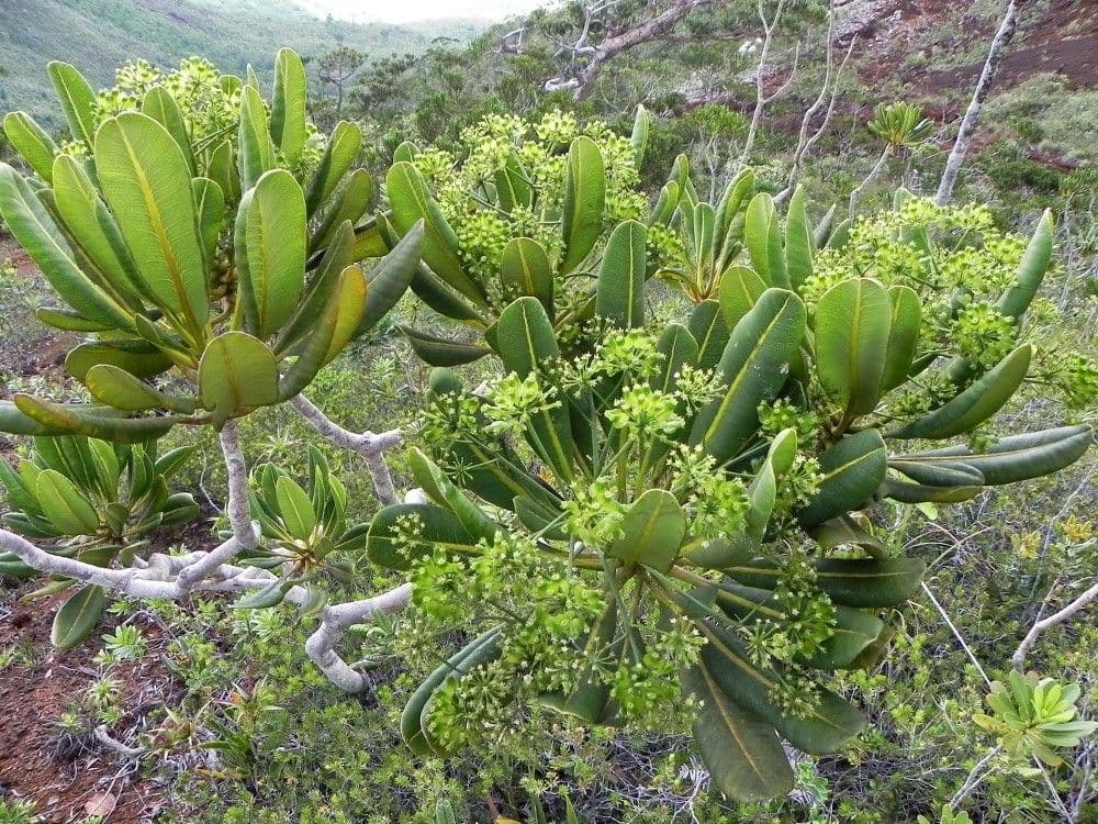 Myodocarpus 6
