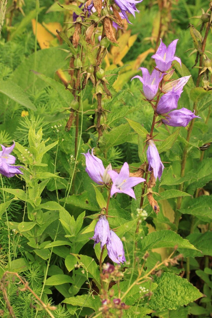 Breitblättrige Glockenblume 15
