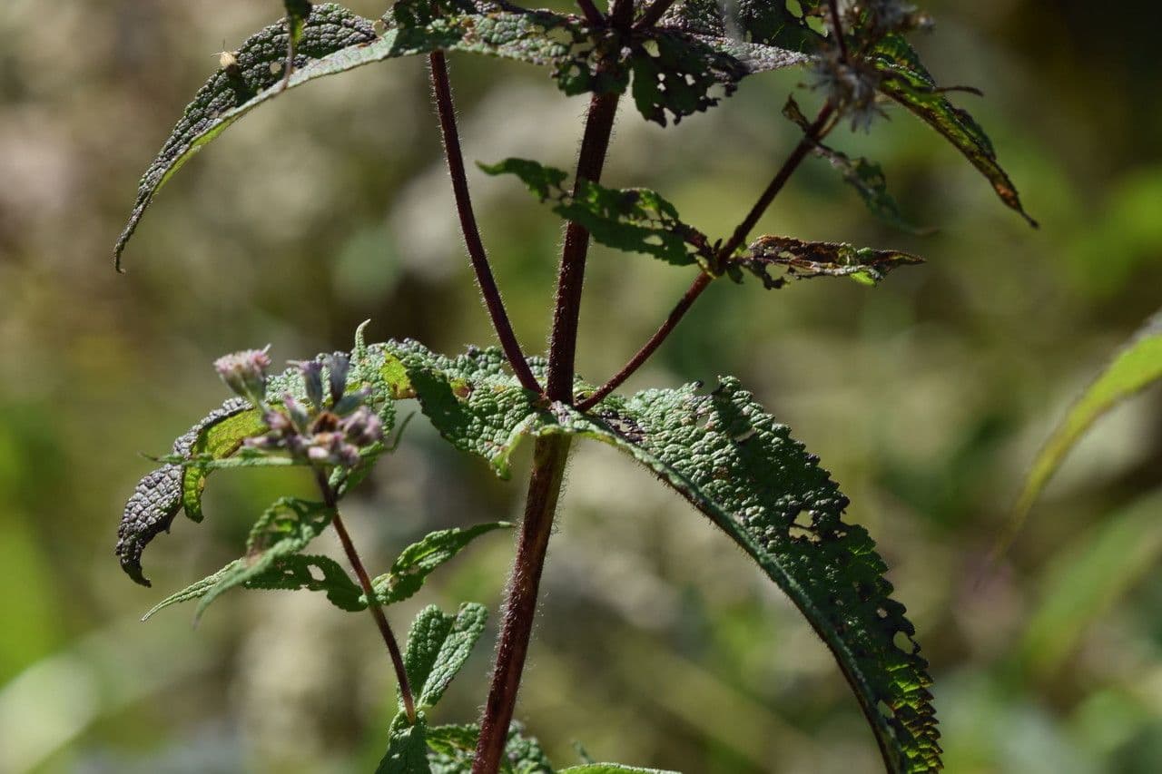 Eupatorio
