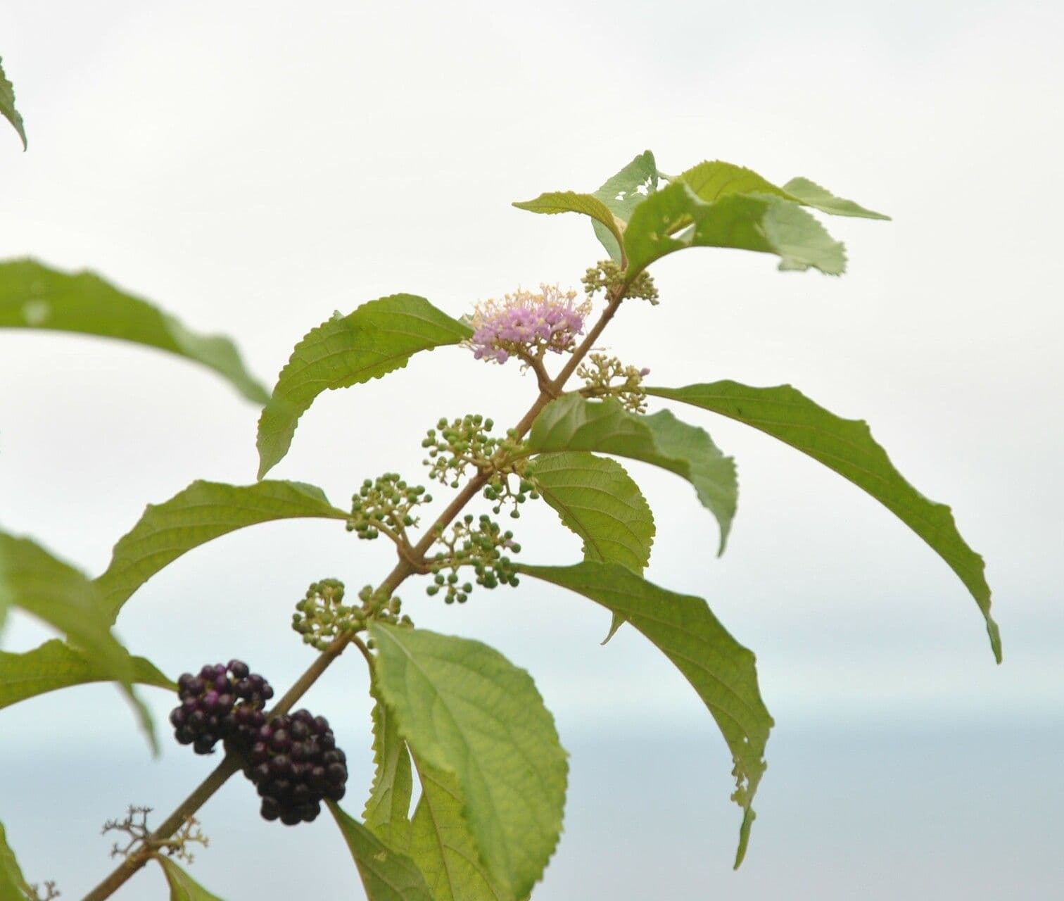 Callicarpa 13