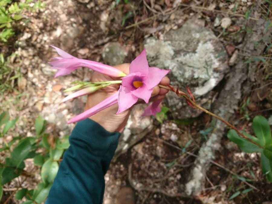 Mandevilla