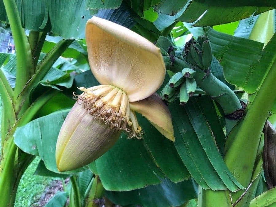 Banan japoński 8