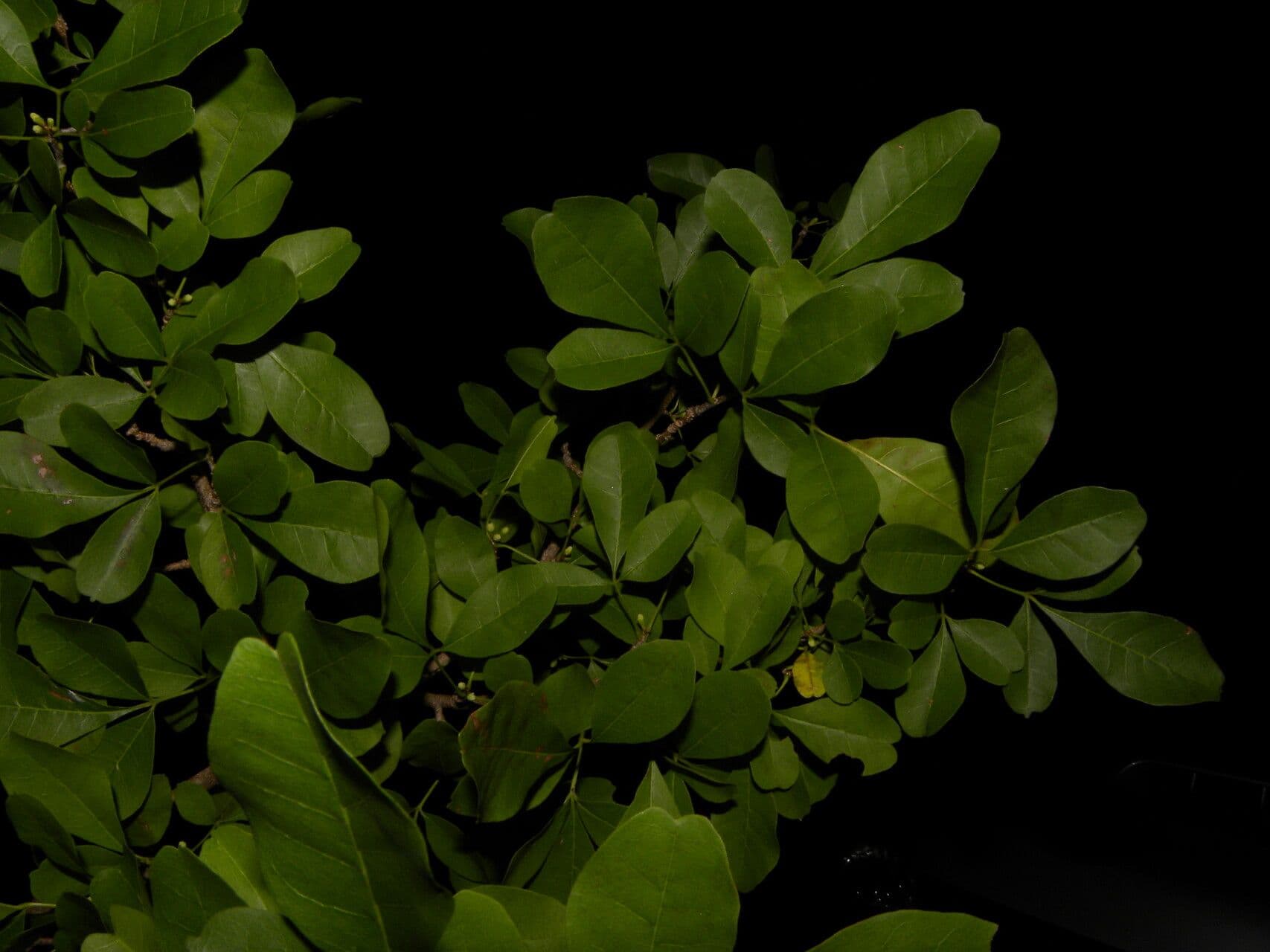 Trichilia 12