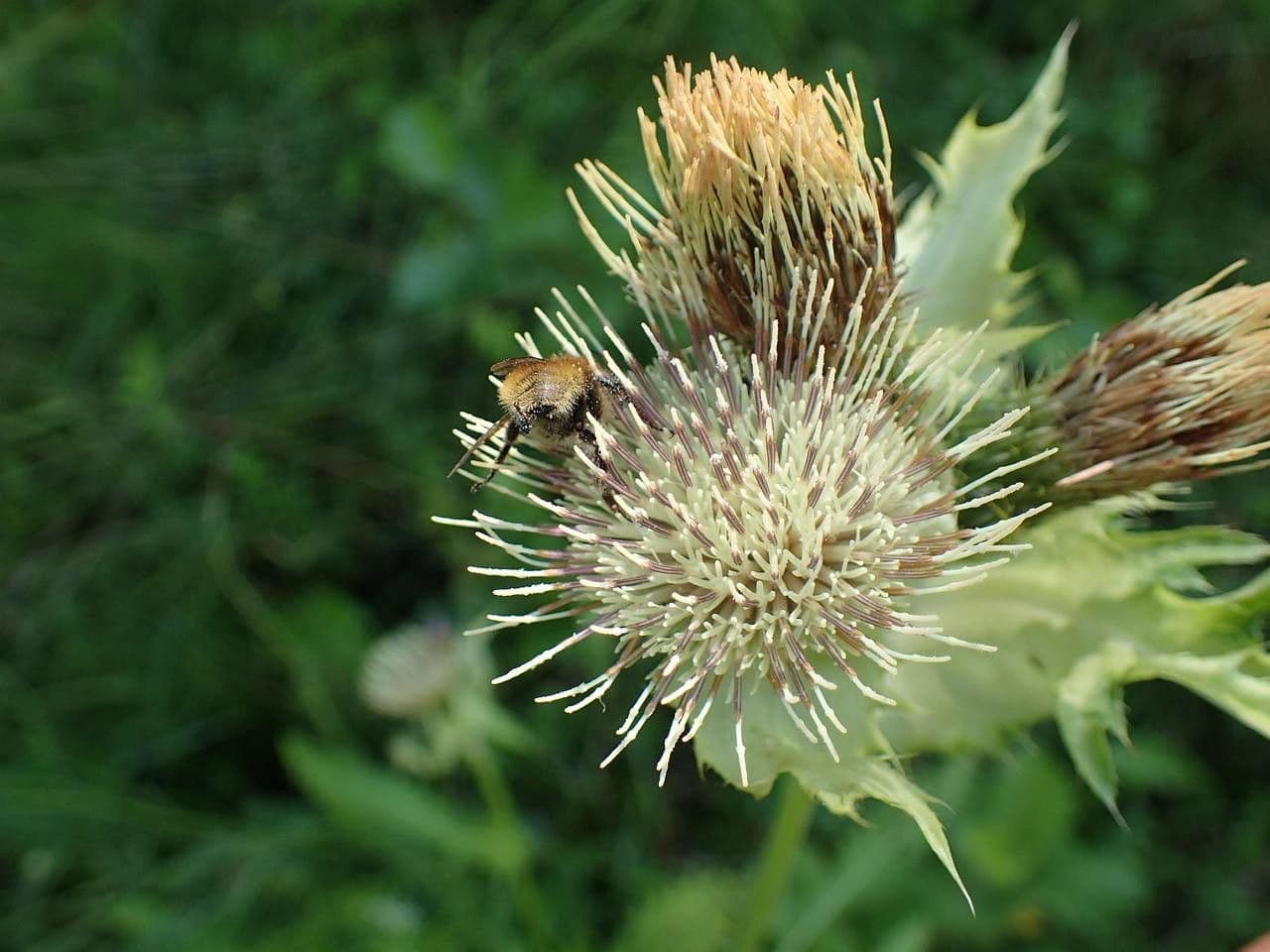 Kohldistel 4
