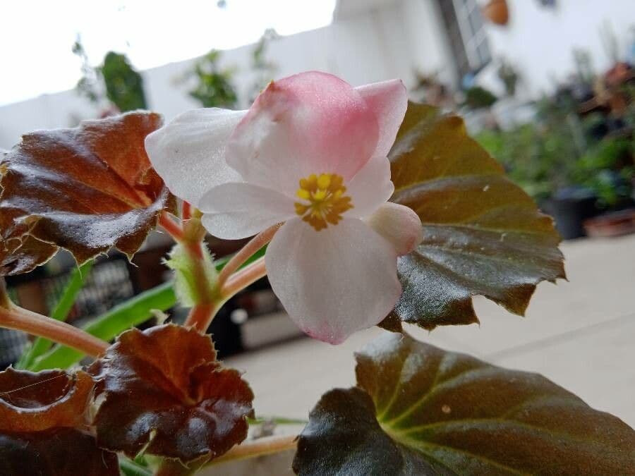 Begonia 2