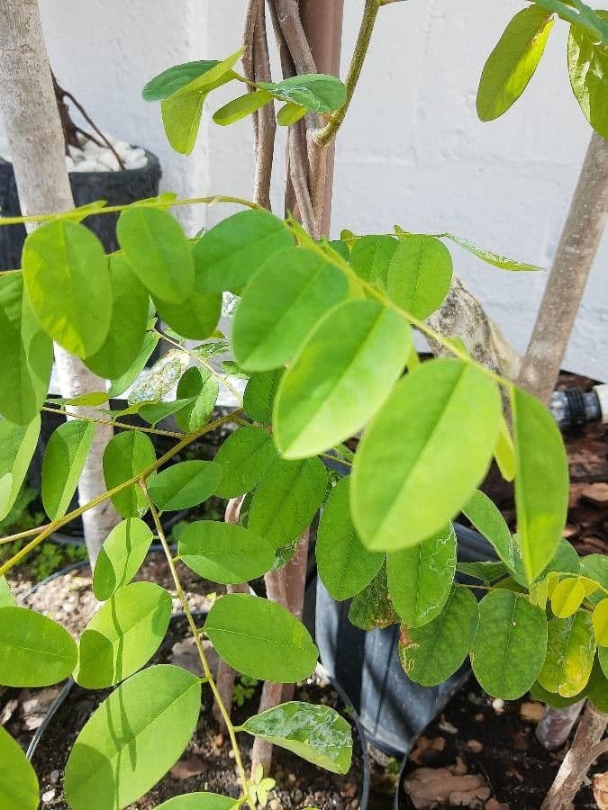 Amburana 2