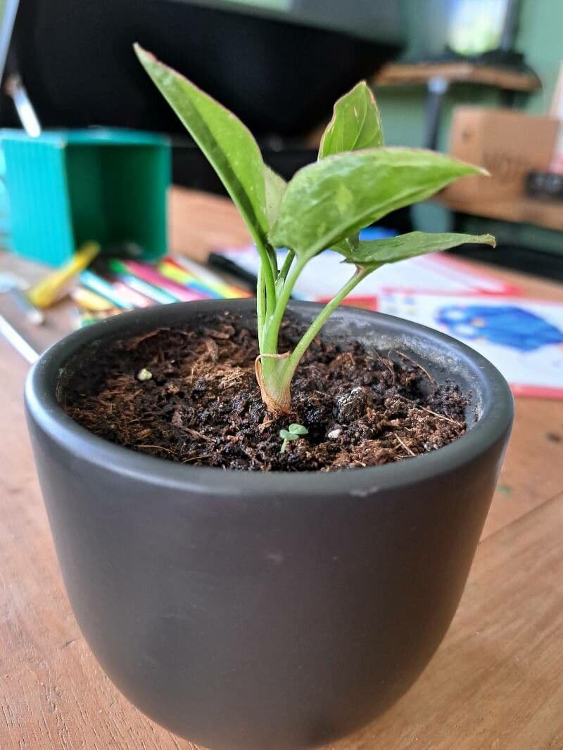 Syngonium 30