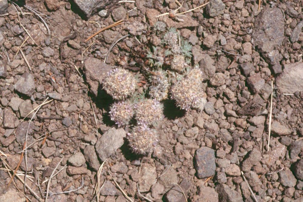 Ipomopsis congesta 9