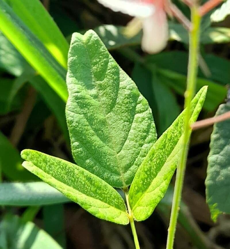 Desmodium 4