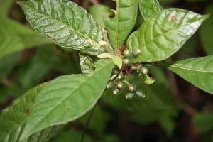 Psychotria nervosa 11