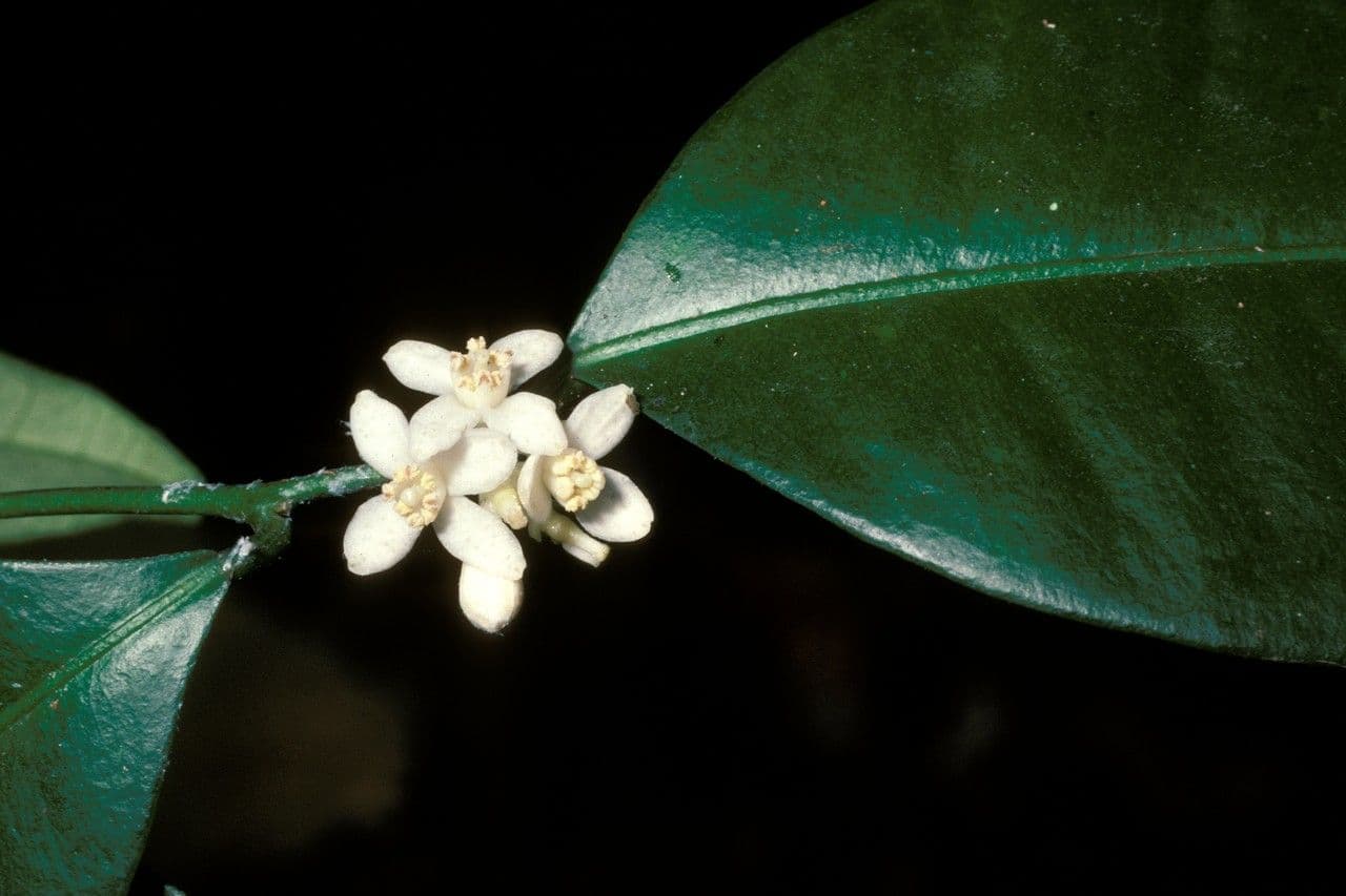Atalantia wightii