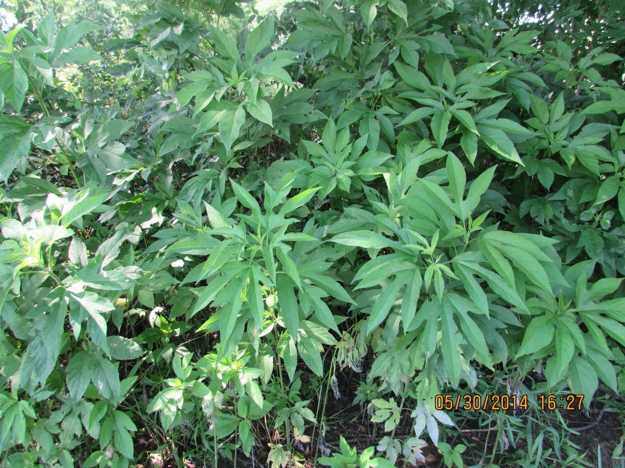 Ambrosia trifida 15