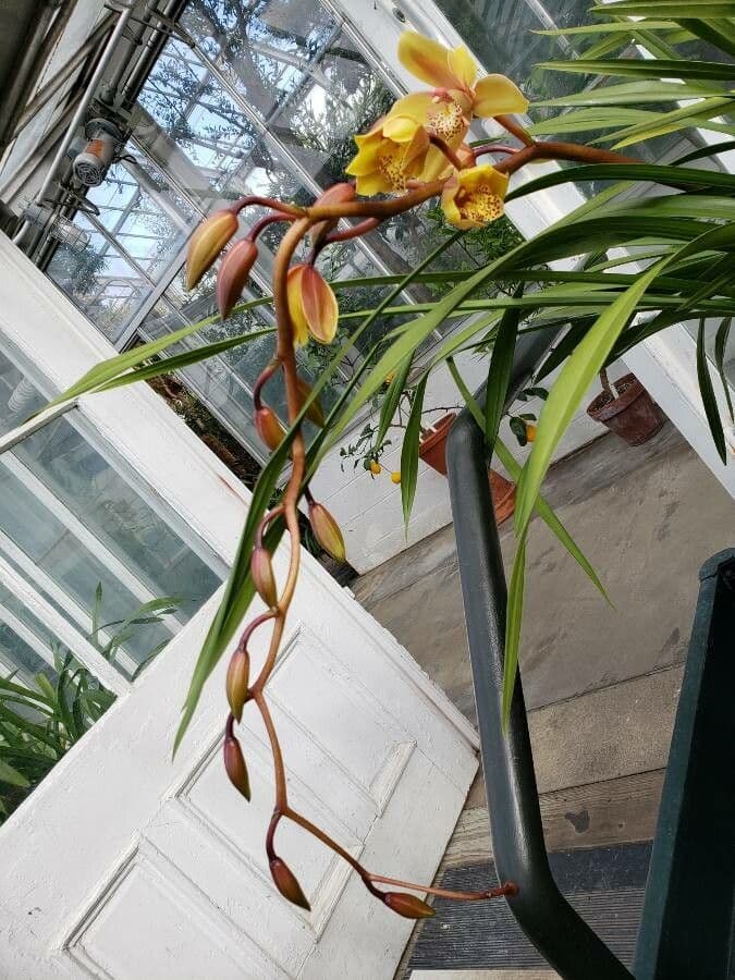 Cymbidium