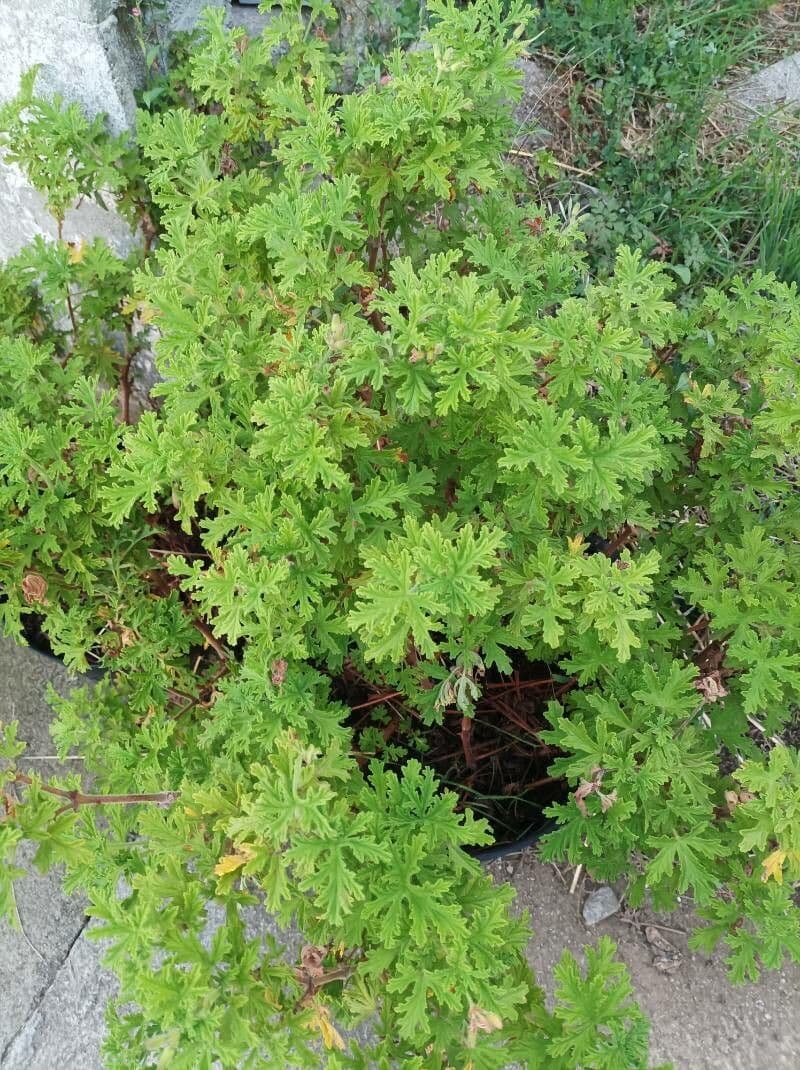 Géranium odorant 21