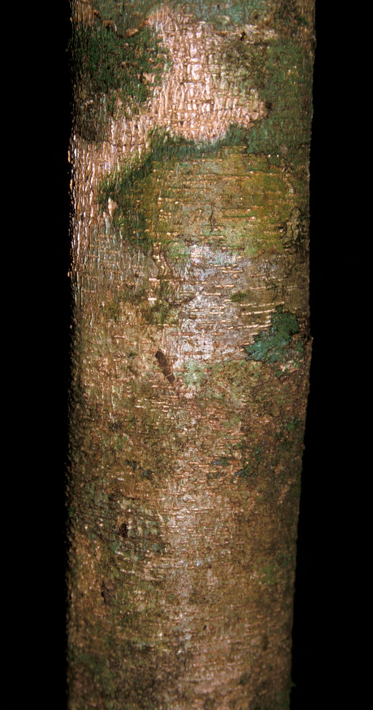 Inga 10
