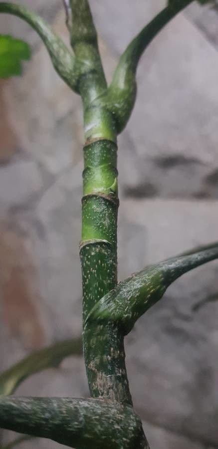 Schefflera 7