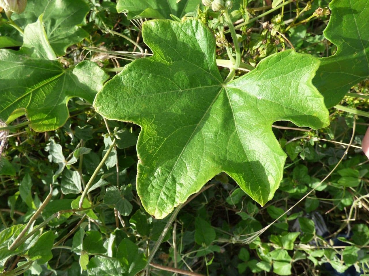 Zucca selvatica 15