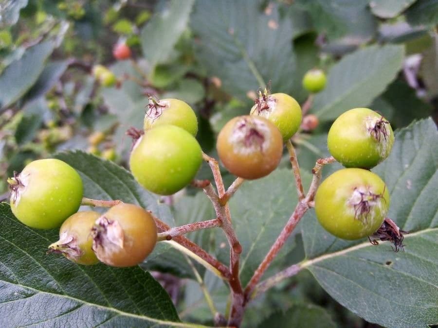 Cotonéaster alpin 8