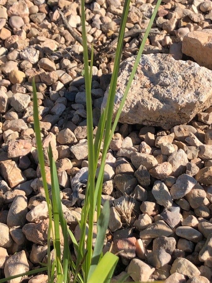 Iris tenace 8