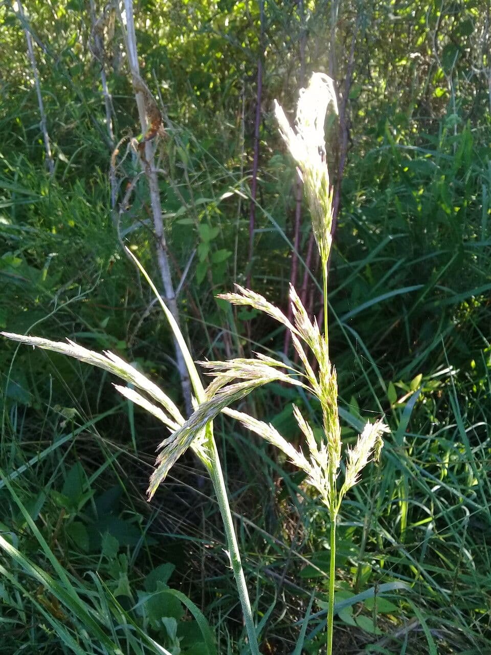 Urville-Paspalum 28