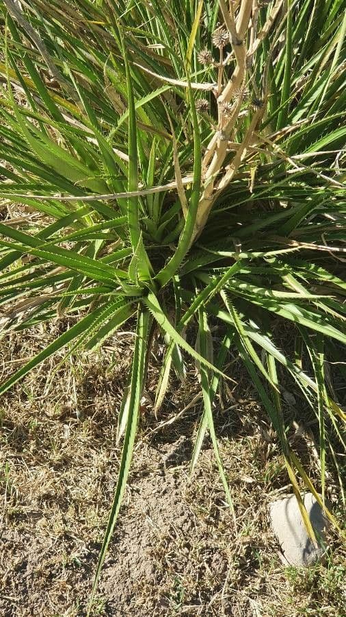 Panicaut paniculé 9