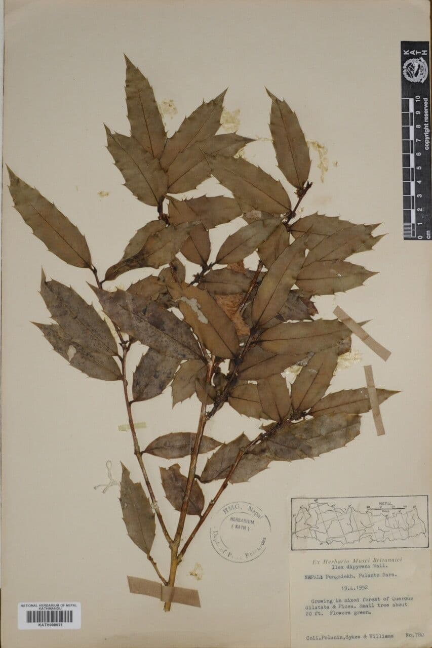 Ilex 12