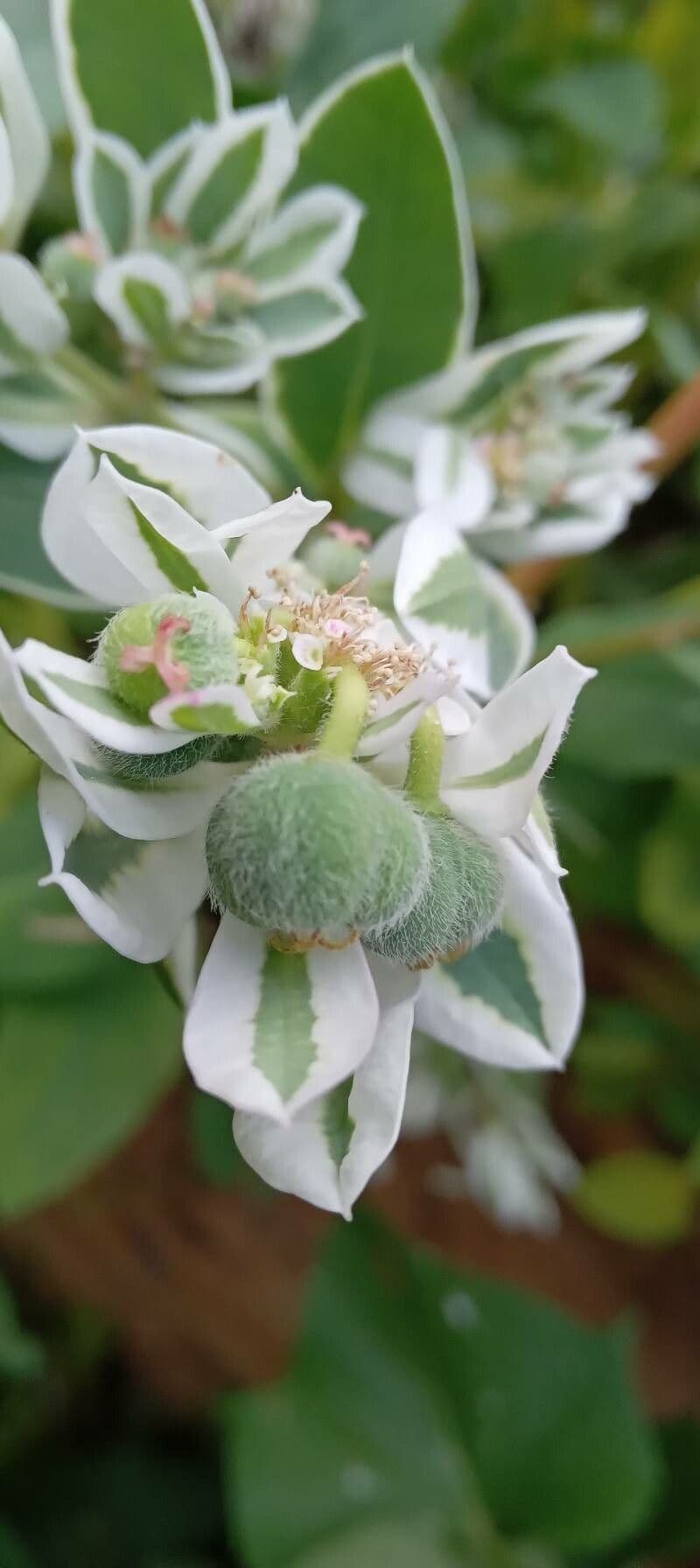 Euforbia marginata 3