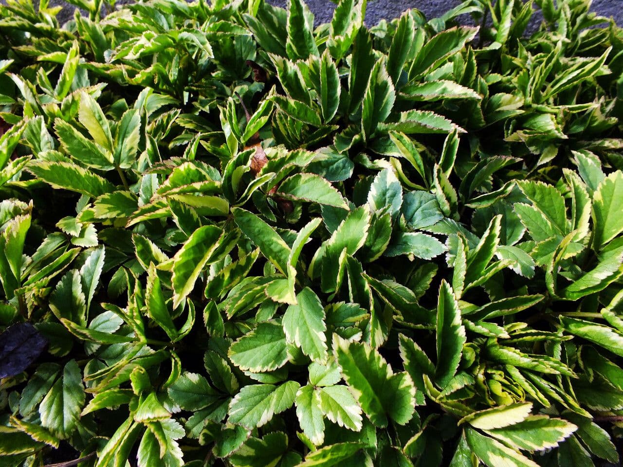 Ligusticum scoticum 25