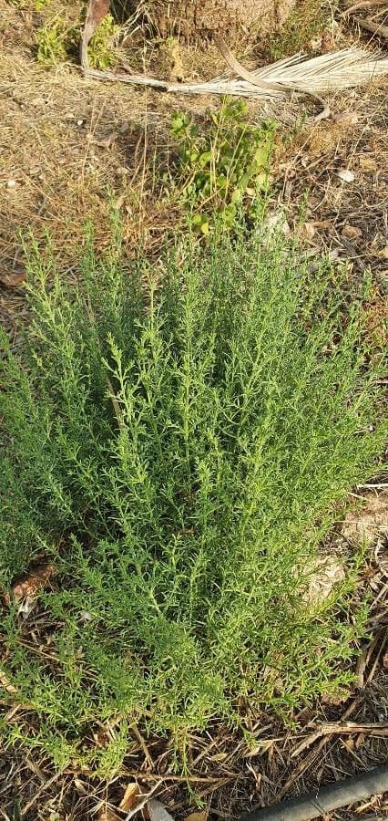 Inula fetida 15