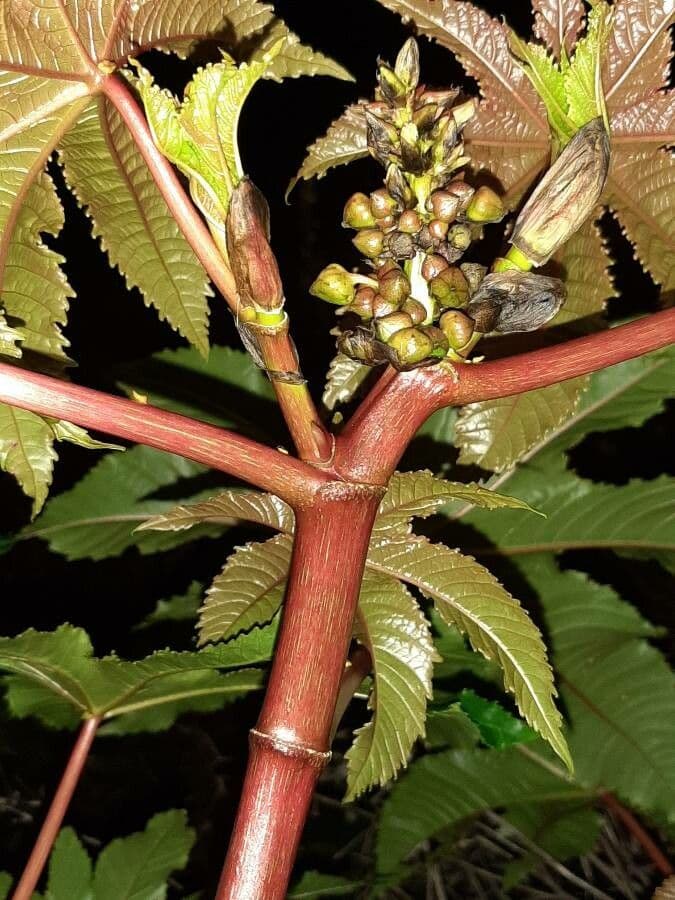 Wunderbaum 23