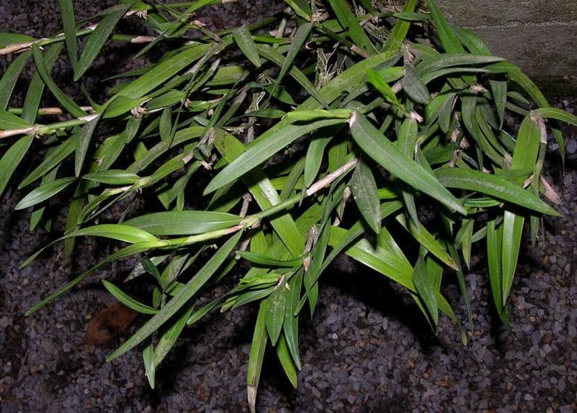 Scaphyglottis 8