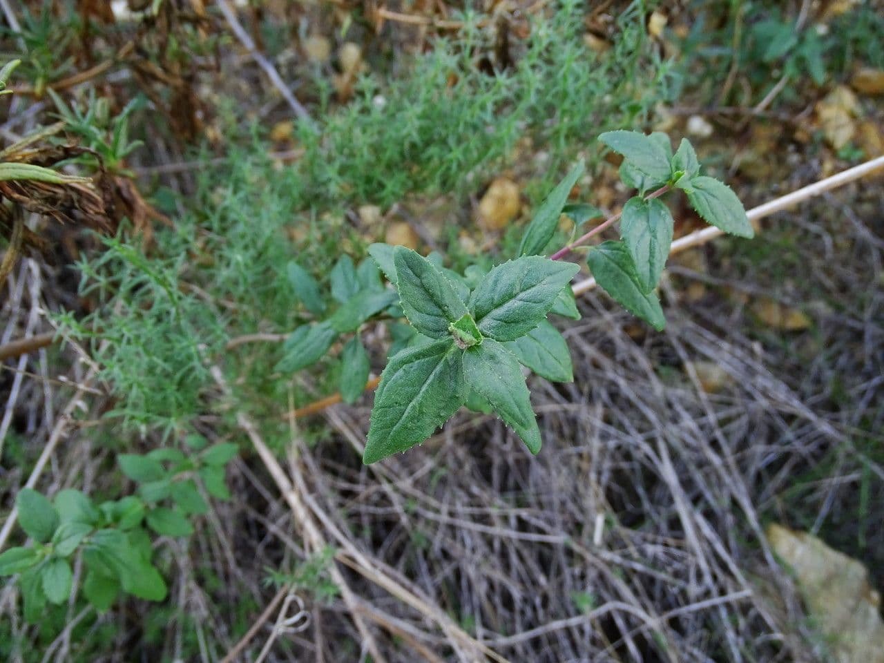 Keckiella cordifolia 14