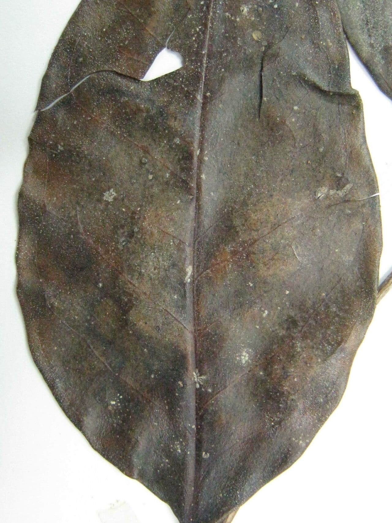 Mouriri vernicosa 2