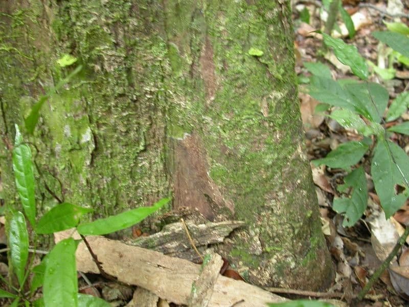 Eschweilera micrantha 12