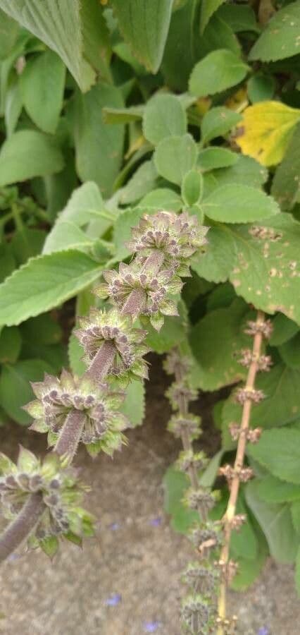 Coleus barbato 6