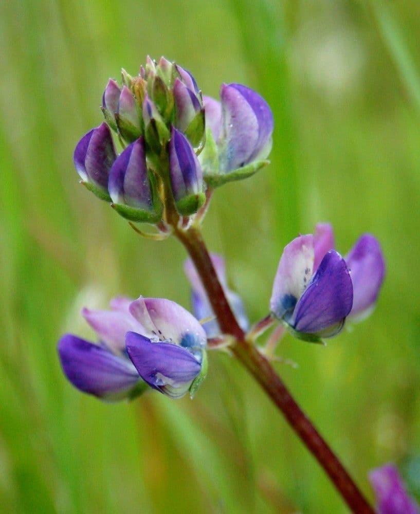 Strand-Lupine