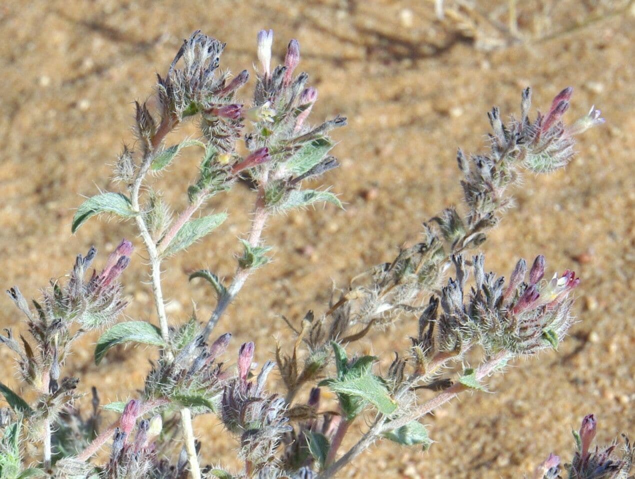 Moltkiopsis ciliata 14