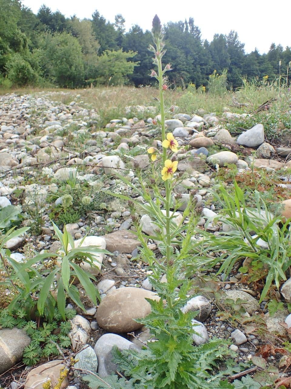 Verbasco blattaria 11