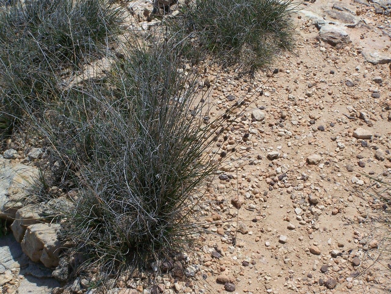 Giunco nero 11