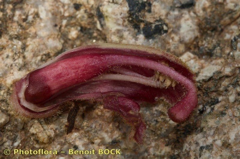 Succiamele gracile 4