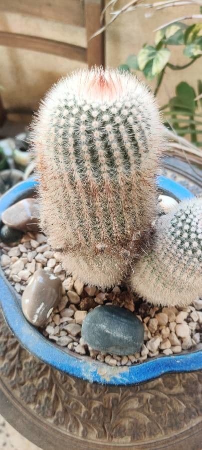 Parodia 18