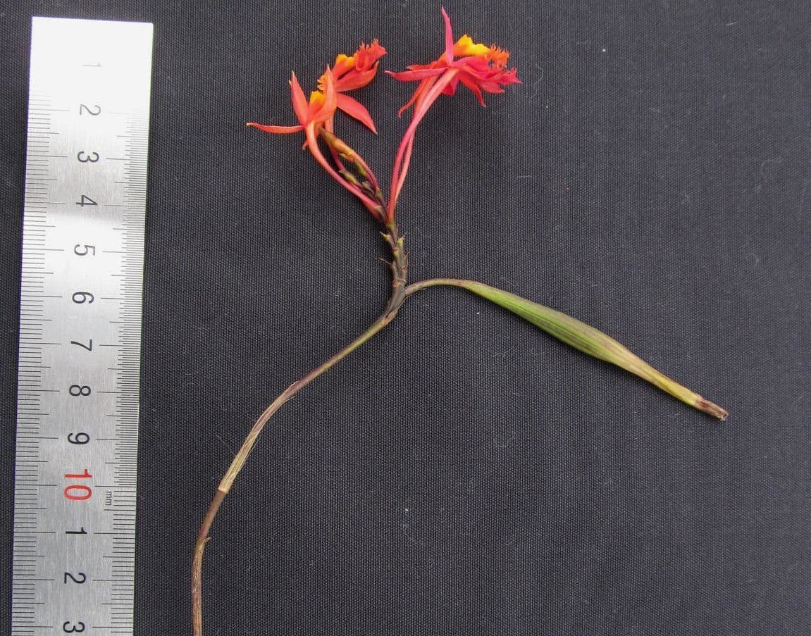 Epidendrum 9