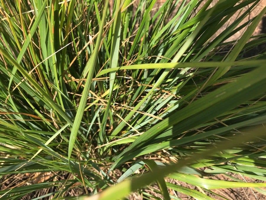 Sorghastrum nutans 17