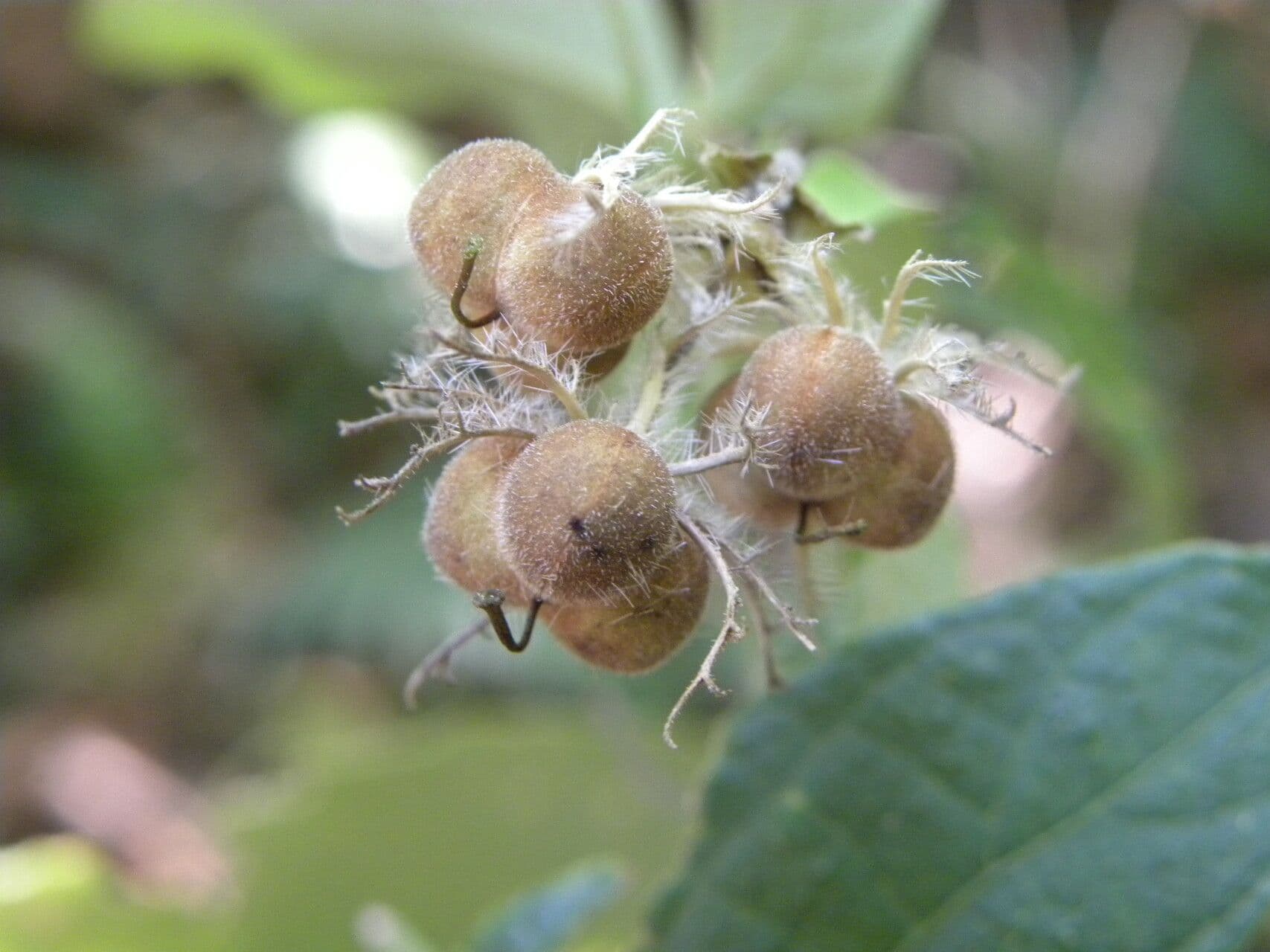 Dalechampie