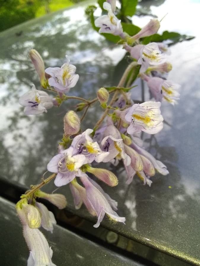 Penstemon laxiflorus 5