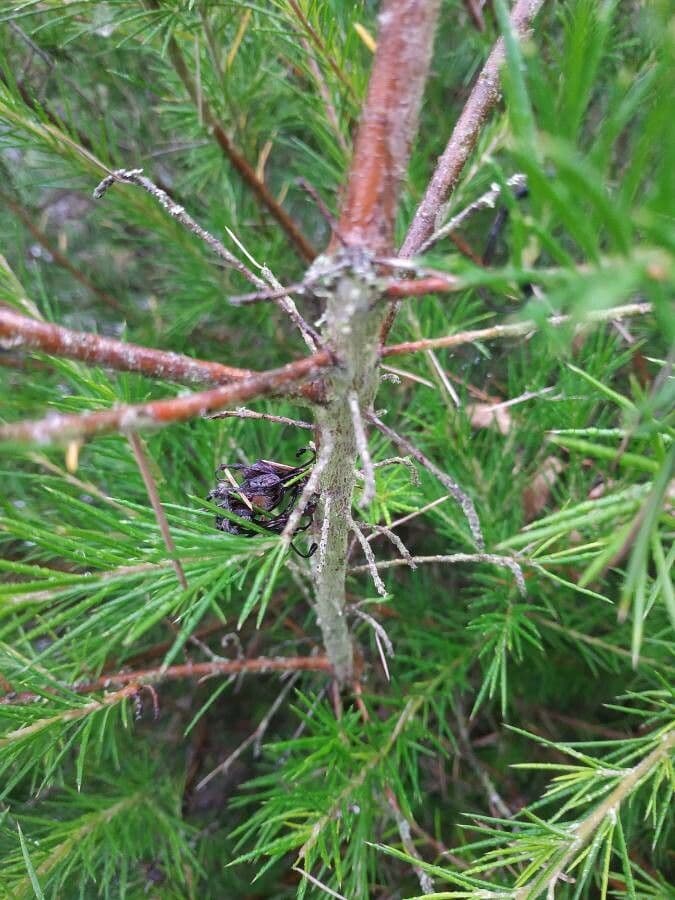 Rosmarinblättrige Grevillea 23