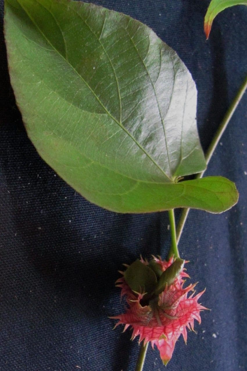 Dalechampia dioscoreifolia 17