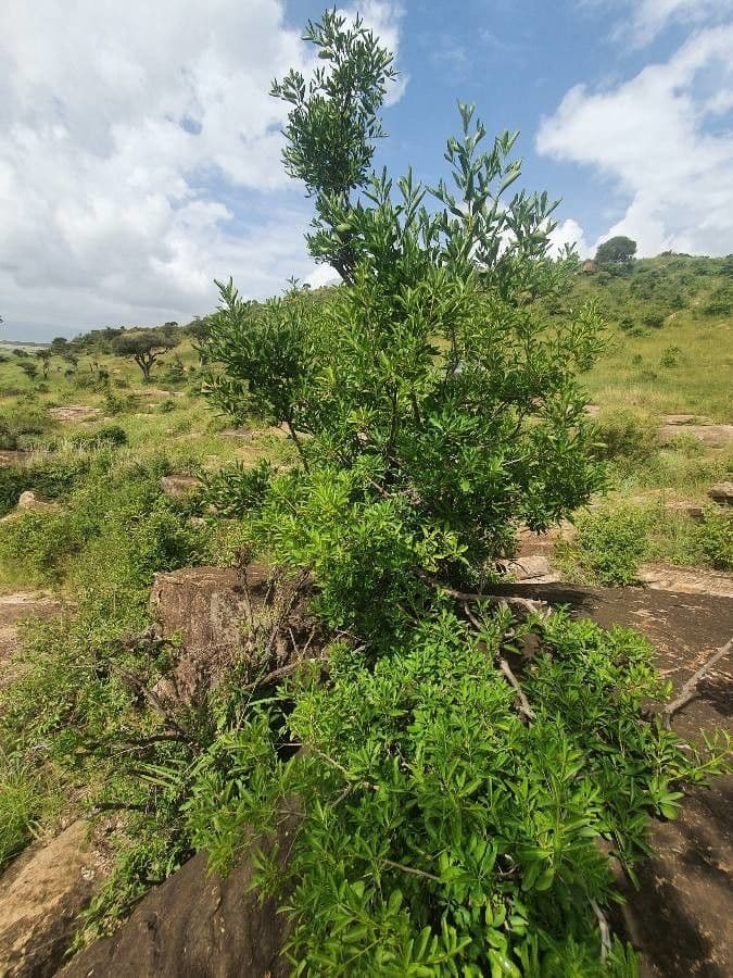Coptosperma graveolens 12