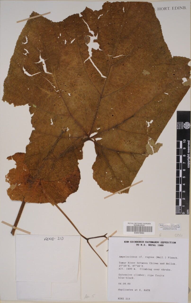 Ampelocissus 10