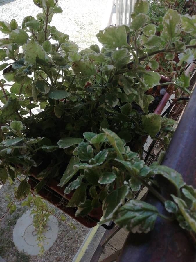 Coleus 6